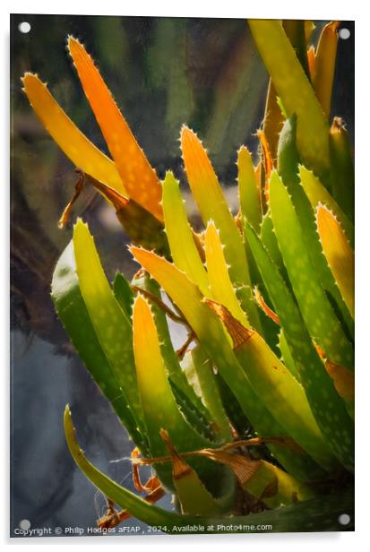 Aloe Vera Acrylic by Philip Hodges aFIAP ,