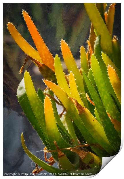 Aloe Vera Print by Philip Hodges aFIAP ,