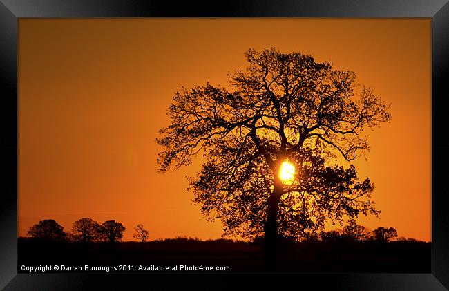 Sunrise Tree  Silhouette Framed Print by Darren Burroughs