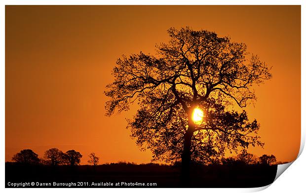Sunrise Tree  Silhouette Print by Darren Burroughs