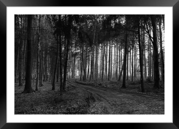 Forst Road and Trees in the Mostviertel, Lower Austria Framed Mounted Print by Dietmar Rauscher