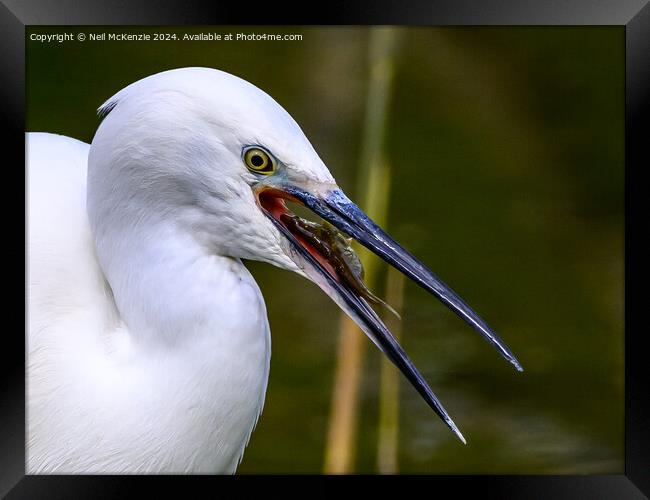 A Little Egret with a stickleback fish  Framed Print by Neil McKenzie