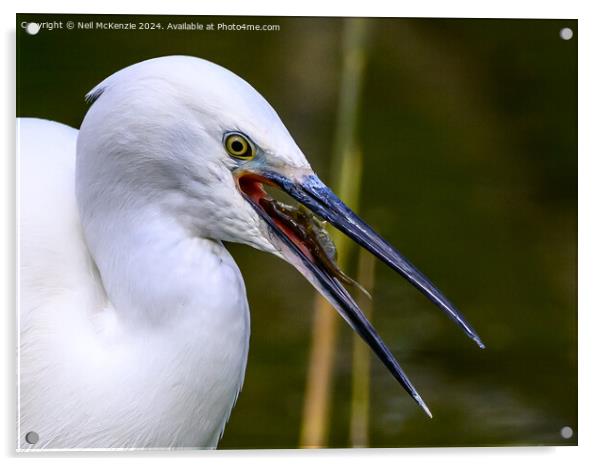 A Little Egret with a stickleback fish  Acrylic by Neil McKenzie