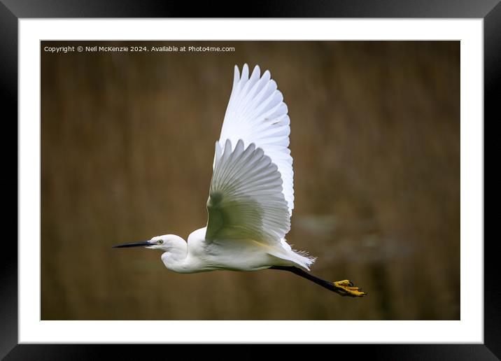 Egret in flight  Framed Mounted Print by Neil McKenzie