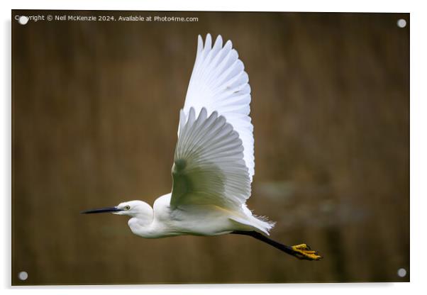 Egret in flight  Acrylic by Neil McKenzie