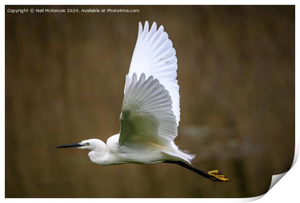Egret in flight  Print by Neil McKenzie