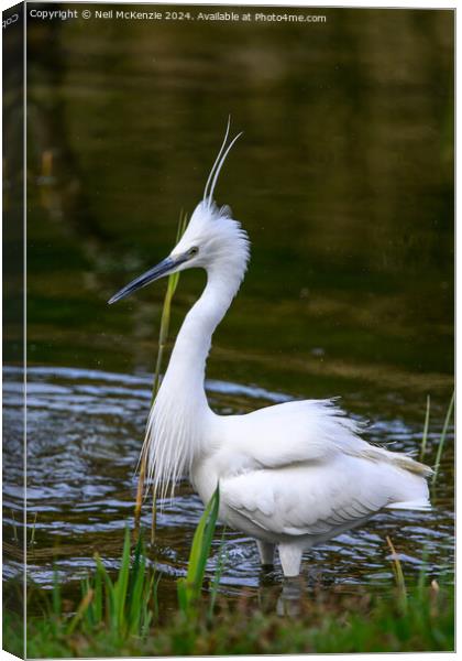 Wading Little Egret Canvas Print by Neil McKenzie