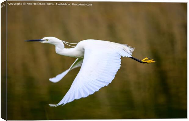An Egret in flight Canvas Print by Neil McKenzie