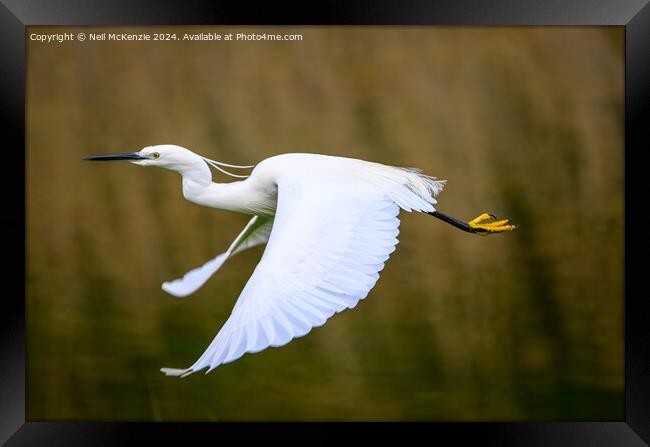 An Egret in flight Framed Print by Neil McKenzie