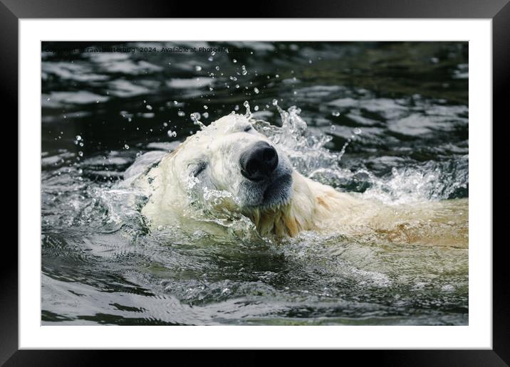 Polar Bear's Aqua Aura Framed Mounted Print by rawshutterbug 