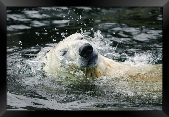 Polar Bear's Aqua Aura Framed Print by rawshutterbug 