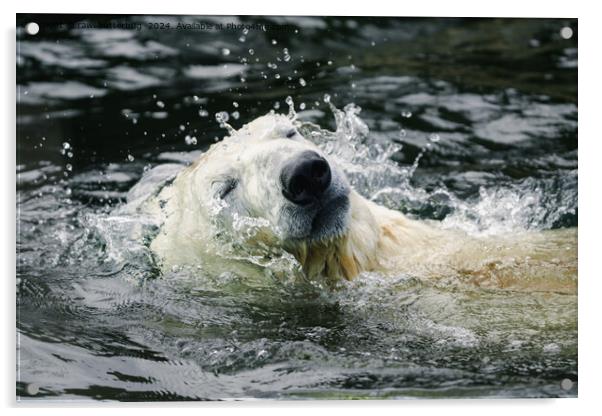 Polar Bear's Aqua Aura Acrylic by rawshutterbug 