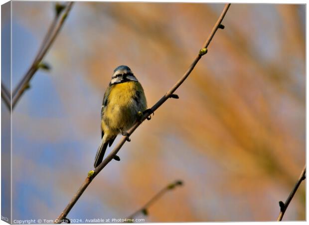 Blue Tit perched in a Tree Canvas Print by Tom Curtis