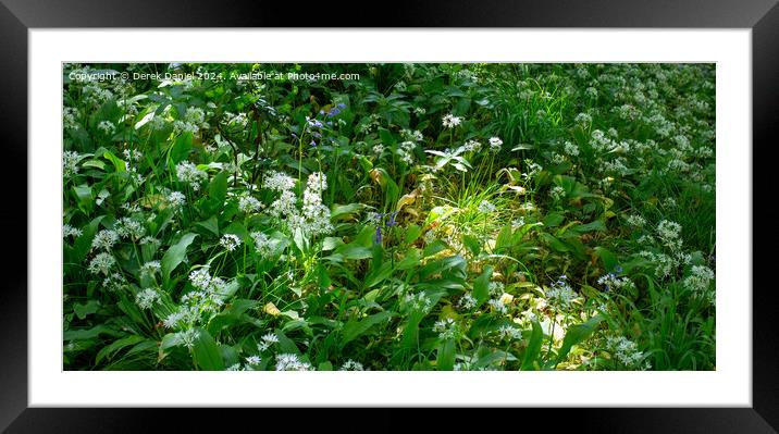 Wild Garlic Framed Mounted Print by Derek Daniel