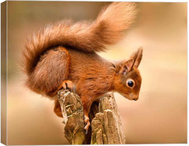 Red Squirrel perched on a post  Canvas Print by Shaun Jacobs