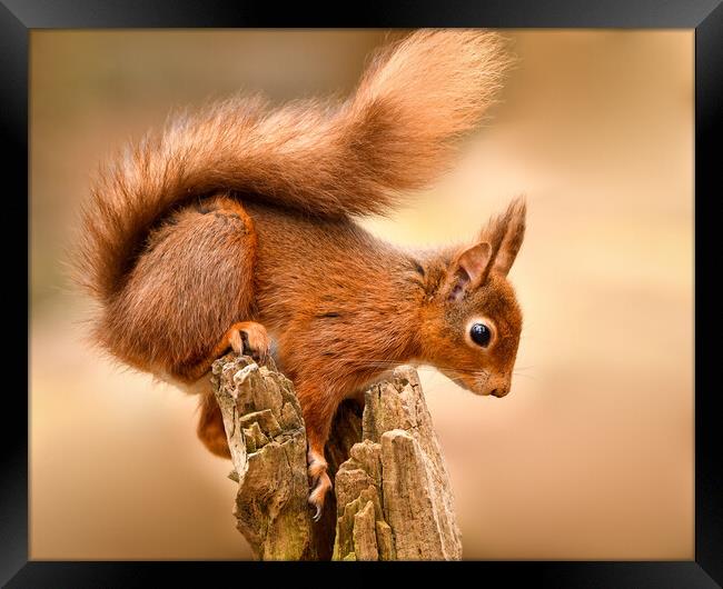 Red Squirrel perched on a post  Framed Print by Shaun Jacobs