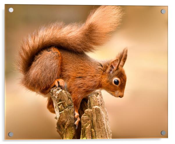 Red Squirrel perched on a post  Acrylic by Shaun Jacobs