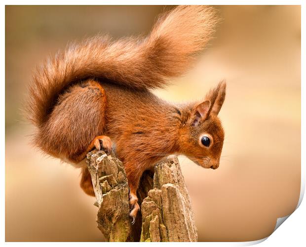 Red Squirrel perched on a post  Print by Shaun Jacobs