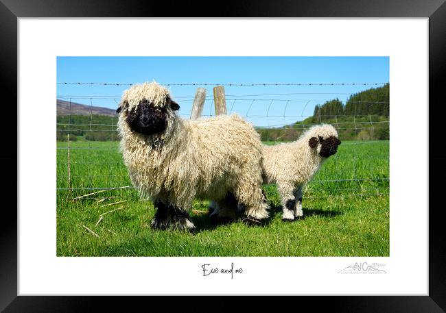 Ewe and me Framed Print by JC studios LRPS ARPS