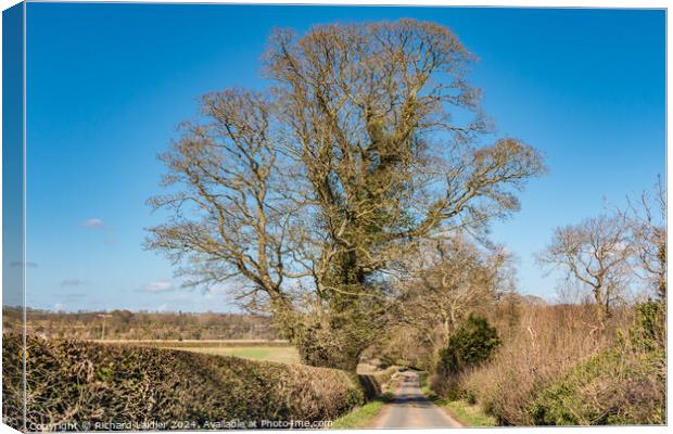 Thorpe Sycamore Canvas Print by Richard Laidler