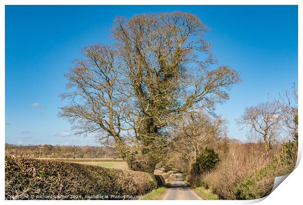 Thorpe Sycamore Print by Richard Laidler