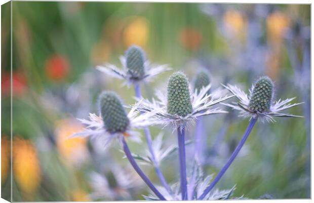 Sea Holly Canvas Print by Alison Chambers