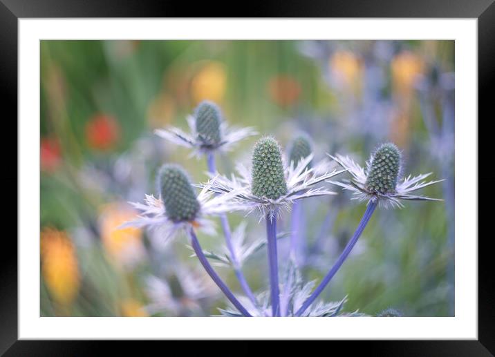 Sea Holly Framed Mounted Print by Alison Chambers