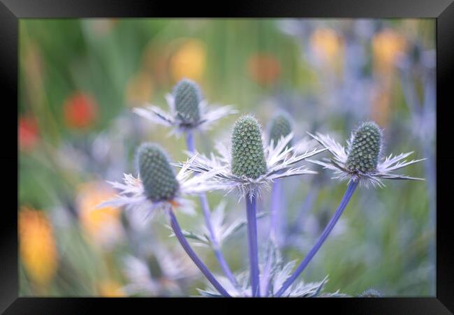 Sea Holly Framed Print by Alison Chambers