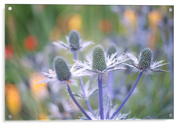 Sea Holly Acrylic by Alison Chambers