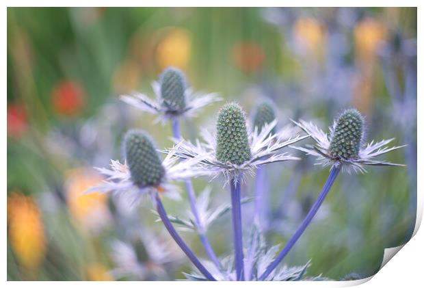 Sea Holly Print by Alison Chambers