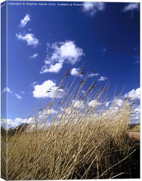 Reed-Sweet Grass Canvas Print by Stephen Hamer