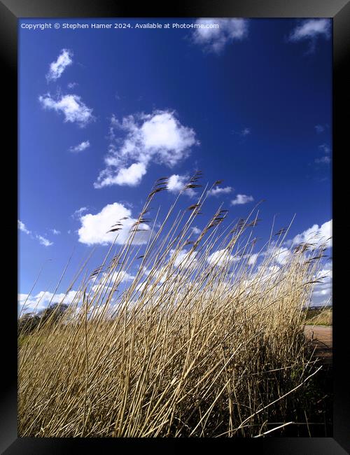 Reed-Sweet Grass Framed Print by Stephen Hamer