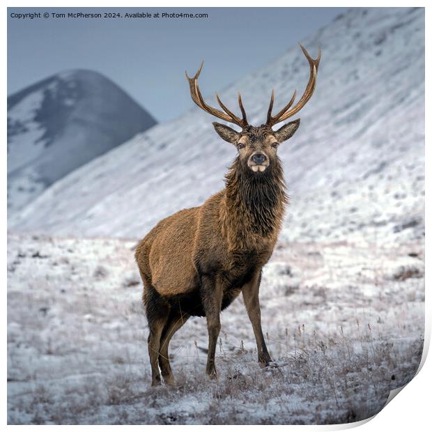Highland Stag Print by Tom McPherson