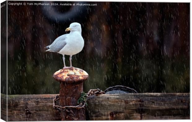 Seagull in the Rain Canvas Print by Tom McPherson