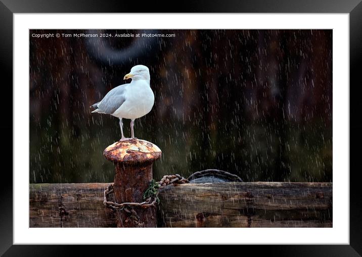 Seagull in the Rain Framed Mounted Print by Tom McPherson