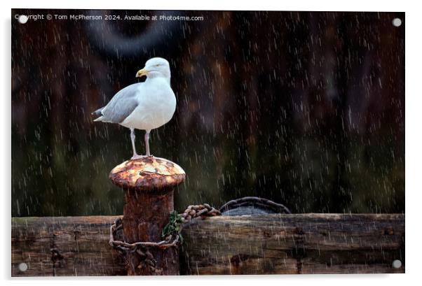 Seagull in the Rain Acrylic by Tom McPherson