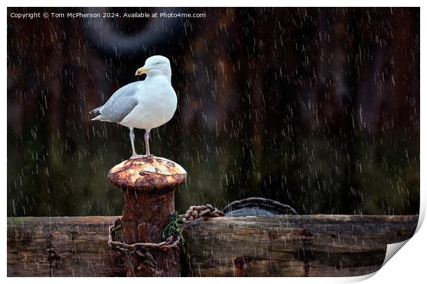Seagull in the Rain Print by Tom McPherson