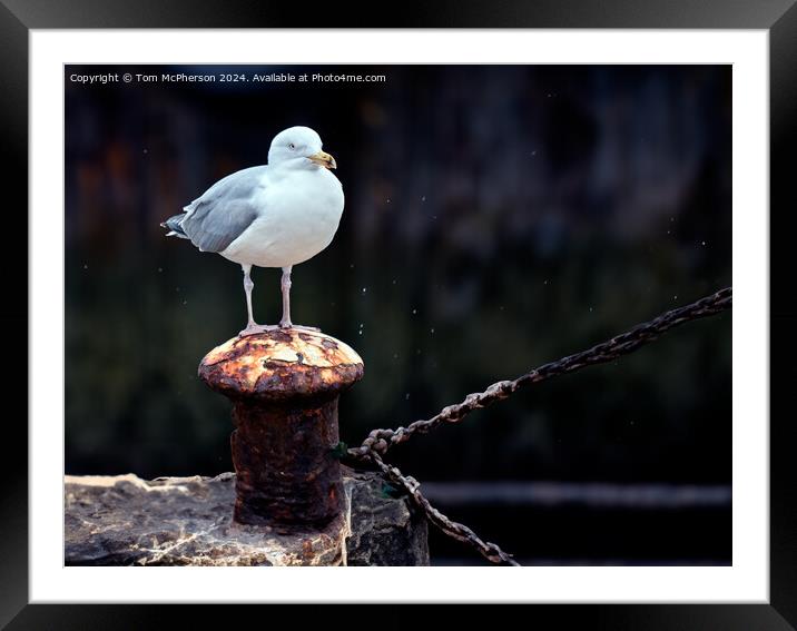 Seagull in the Rain Framed Mounted Print by Tom McPherson