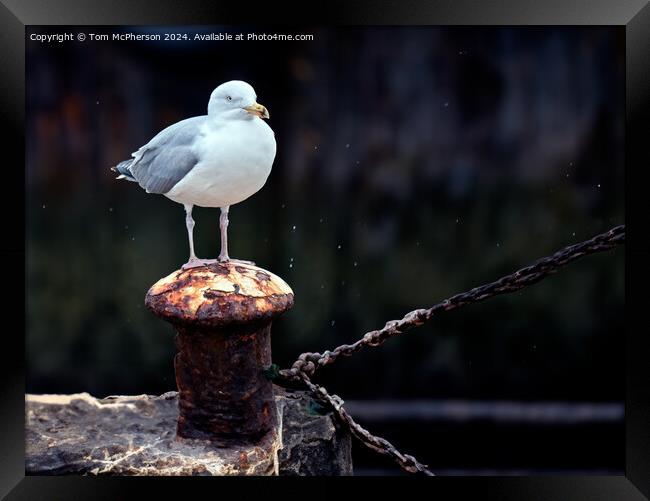 Seagull in the Rain Framed Print by Tom McPherson