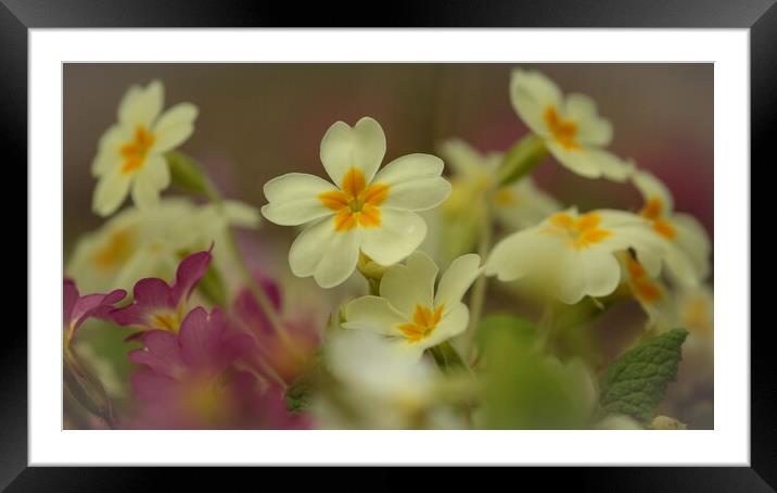 Primrose flowers Framed Mounted Print by Simon Johnson