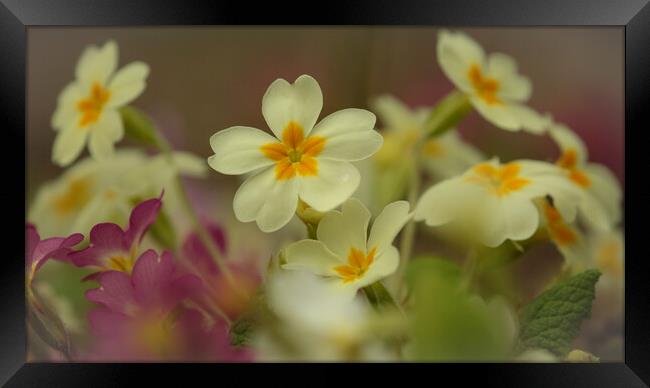 Primrose flowers Framed Print by Simon Johnson