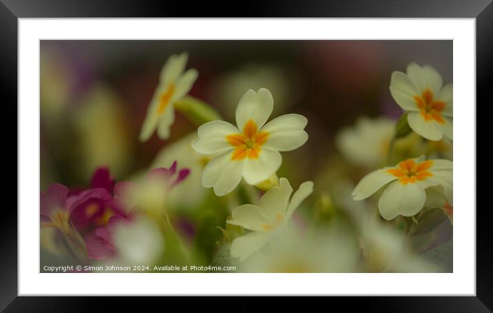 Primrose  flowers Framed Mounted Print by Simon Johnson