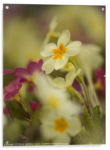 Primrose  flowers Acrylic by Simon Johnson