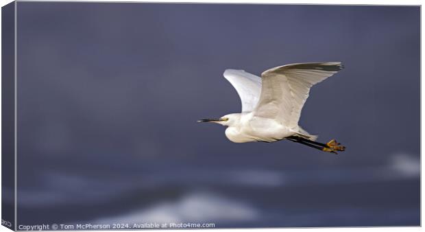 Little Egret in Flight Canvas Print by Tom McPherson