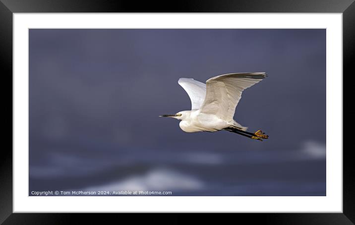 Little Egret in Flight Framed Mounted Print by Tom McPherson