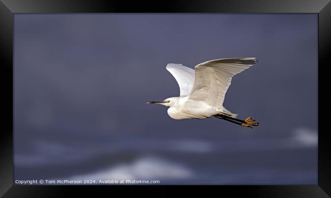 Little Egret in Flight Framed Print by Tom McPherson