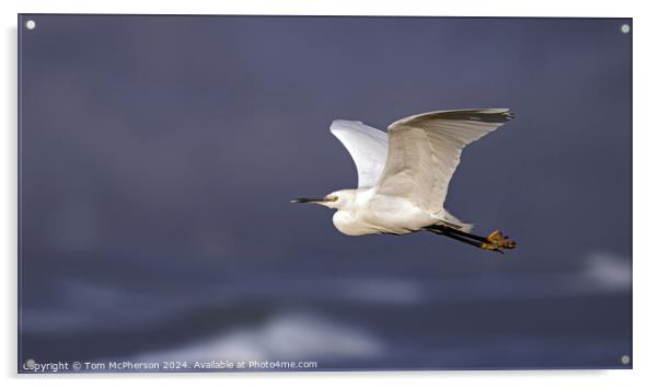 Little Egret in Flight Acrylic by Tom McPherson