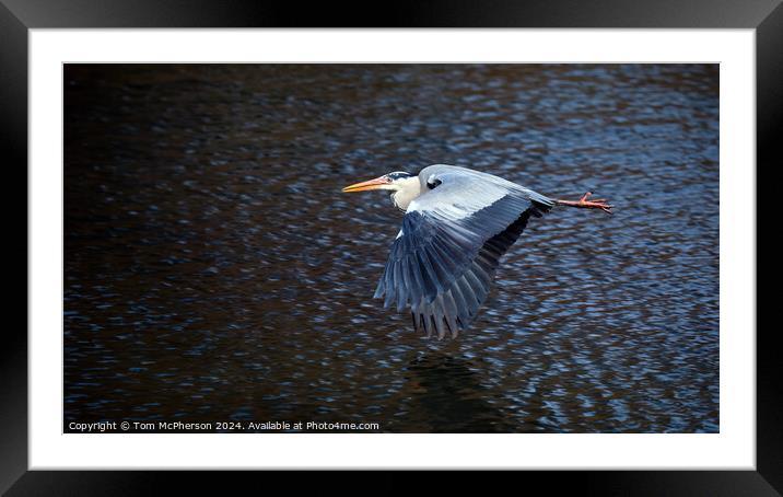 The grey heron in Flight Framed Mounted Print by Tom McPherson