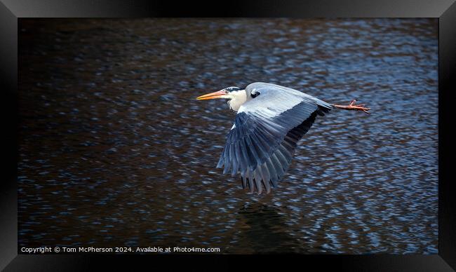 The grey heron in Flight Framed Print by Tom McPherson