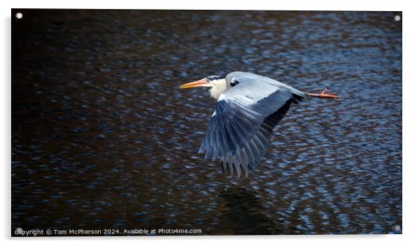 The grey heron in Flight Acrylic by Tom McPherson